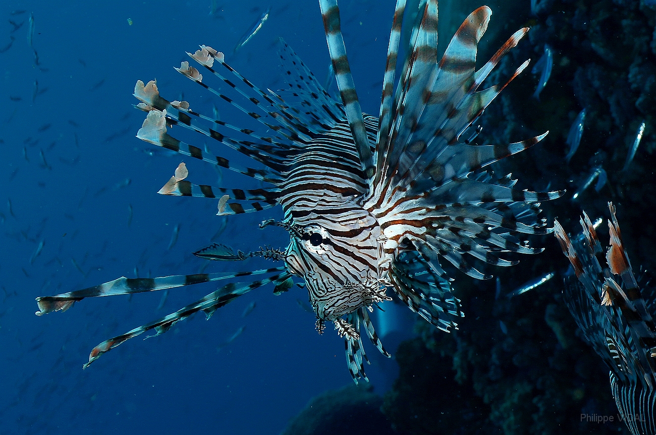Raja Ampat 2016 - Pterois miles - Indian Lionfish - Poisson lion - IMG_5495_rc.jpg